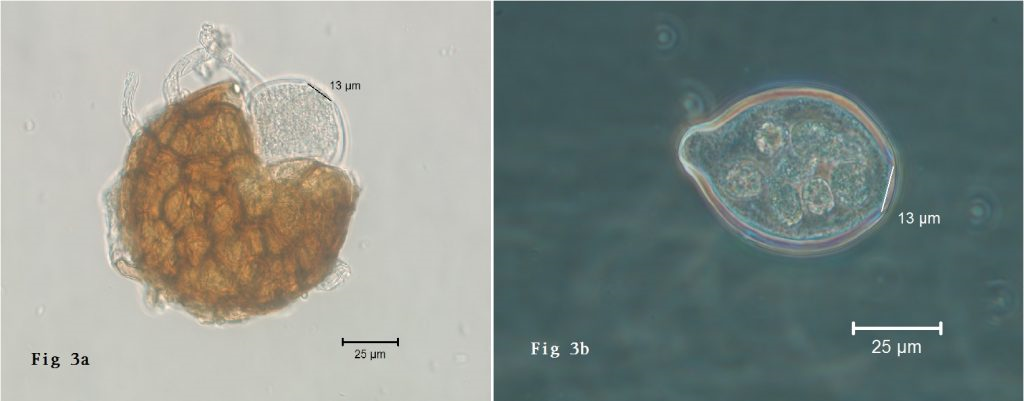 Podosphaera erigerontis-canadensis Figure 3